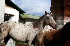 Un caballo con mucha estella
