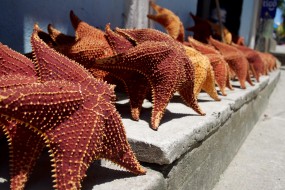 las estrellas del camino