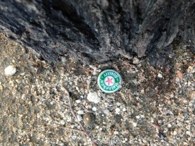 Star on the floor by the tree