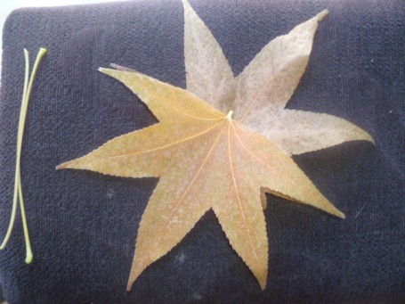 mi comienzo buscando estrellas