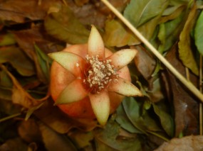 una granada y una estrella