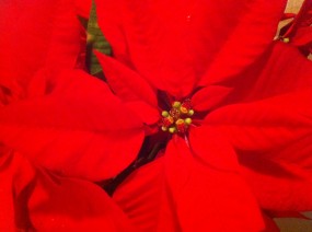 Poinsettia star